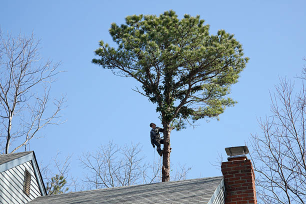 How Our Tree Care Process Works  in  Cleveland, OK