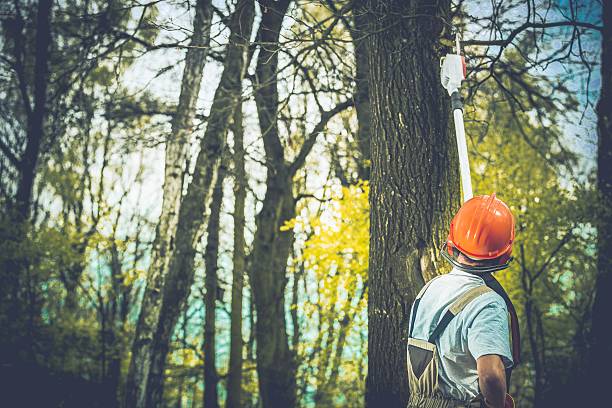 Best Tree Trimming and Pruning  in Cleveland, OK